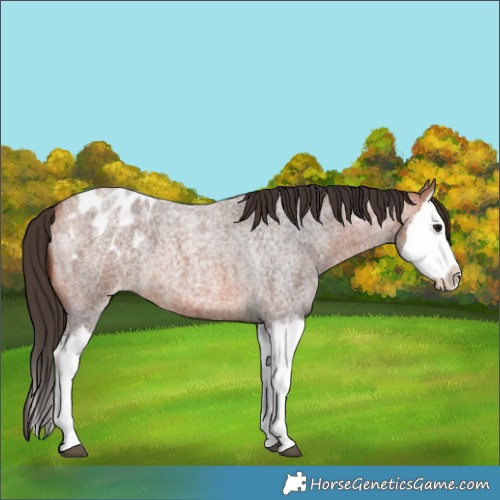 Horse Color:Bay Roan Splash Blanket