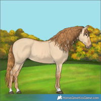 Horse Color:Red Dun 