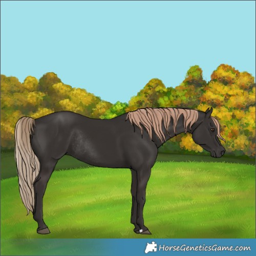 Horse Color:Liver Chestnut Rabicano 