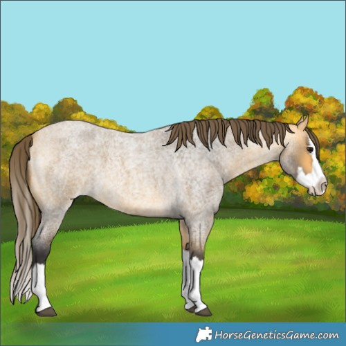 Horse Color:Buckskin Roan Splash Varnish 