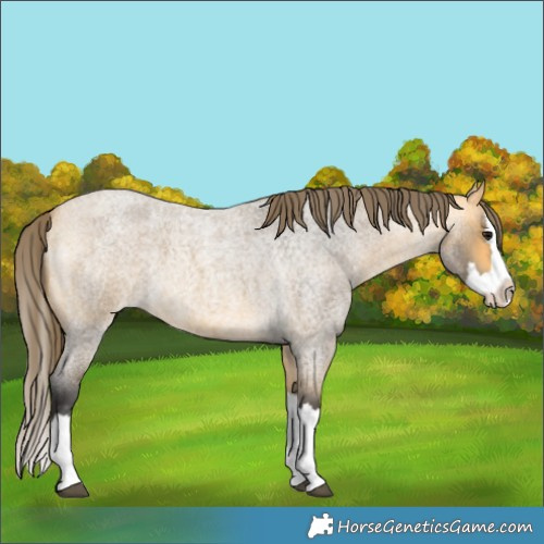 Horse Color:Buckskin Roan Splash Varnish