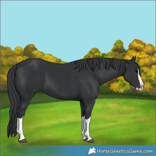 Horse Color:Black Splash