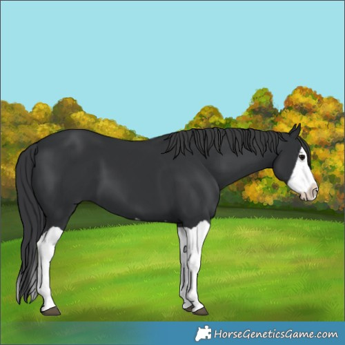 Horse Color:Black Splash