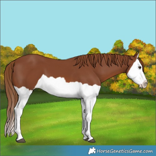 Horse Color:Chestnut Splash 