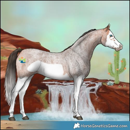 Horse Color:Bay Roan Splash Frame 