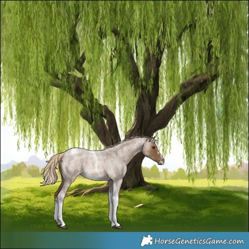 Horse Color:Chocolate Palomino Roan Tobiano Frame 
