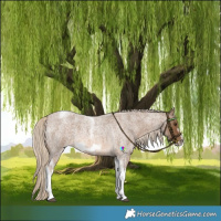 Horse Color:Chocolate Palomino Roan Tobiano Frame 