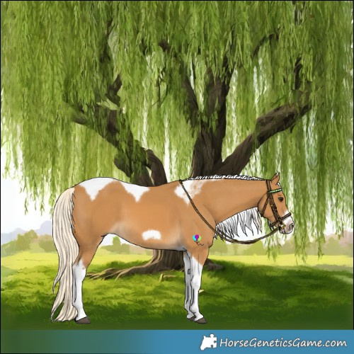Horse Color:Palomino Tobiano Frame 