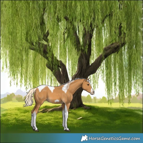 Horse Color:Palomino Tobiano Frame 