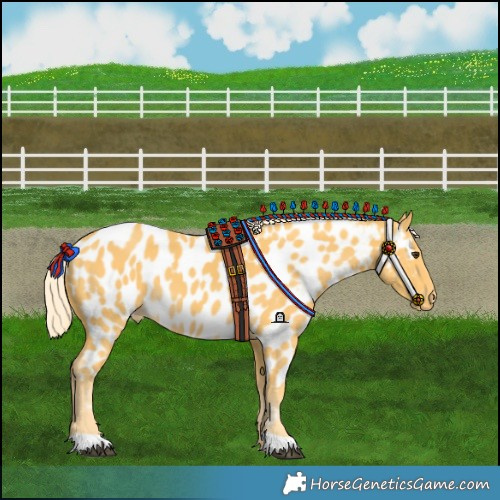 Horse Color:Palomino Near Leopard