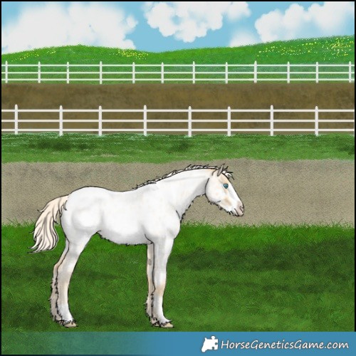 Horse Color:Palomino Roan Pearl Frame Appaloosa 
