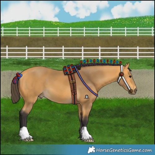 Horse Color:Buckskin 