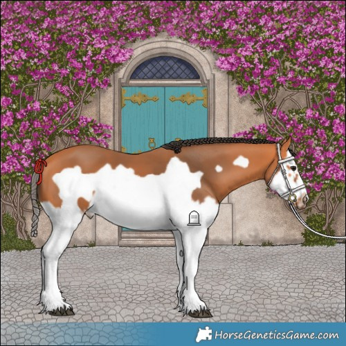 Horse Color:Bay Splash Frame