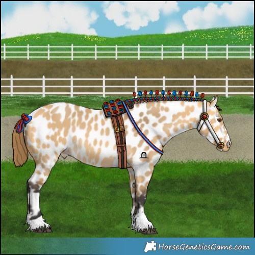 Horse Color:Buckskin Dun Near Leopard 