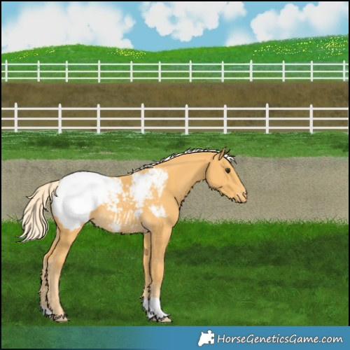 Horse Color:Palomino Appaloosa 