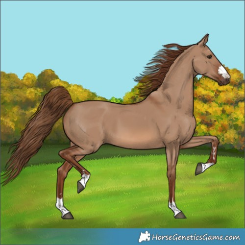 Horse Color:Red Dun 
