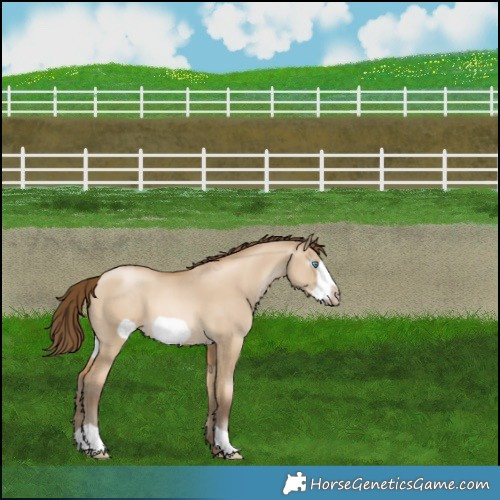 Horse Color:Gray Buckskin Pearl Dun Frame 