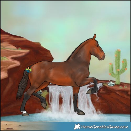 Horse Color:Bay 