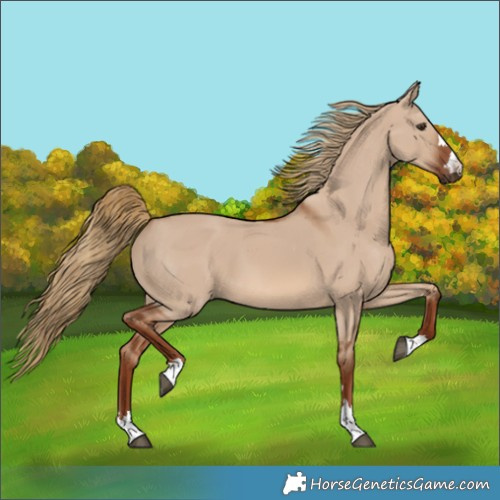 Horse Color:Red Dun 