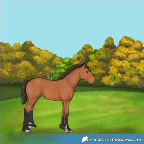 Horse Color:Bay 