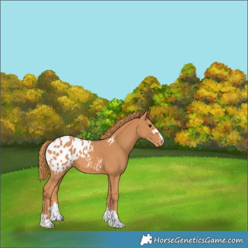 Horse Color:Chestnut Appaloosa 