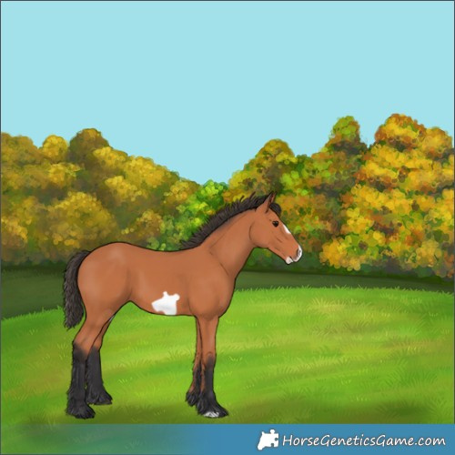 Horse Color:Bay Frame