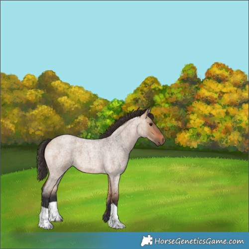 Horse Color:Bay Roan Dun