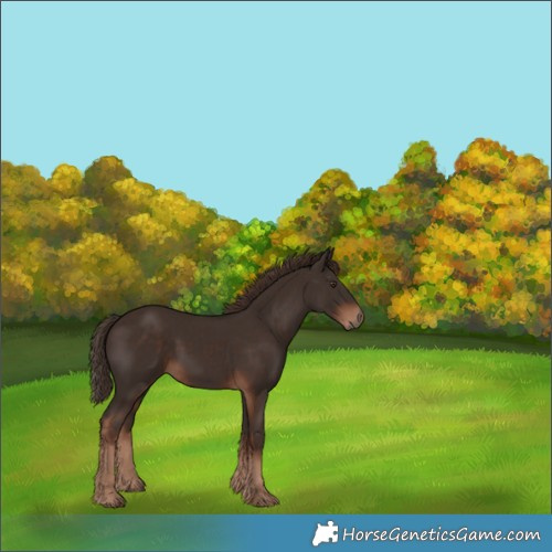 Horse Color:Liver Chestnut 