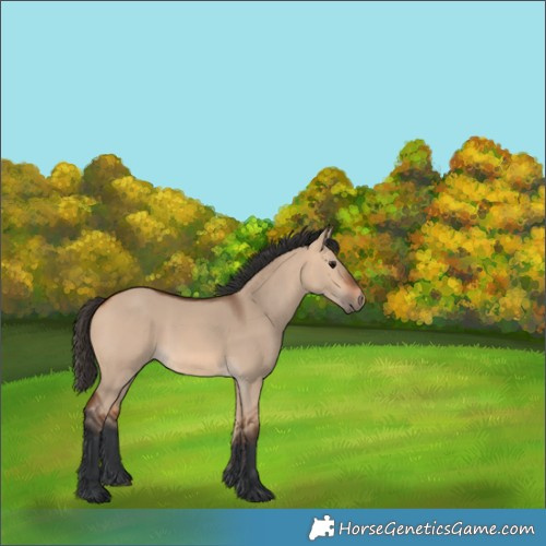 Horse Color:Bay Dun