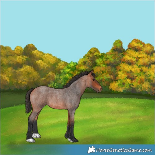 Horse Color:Bay Roan
