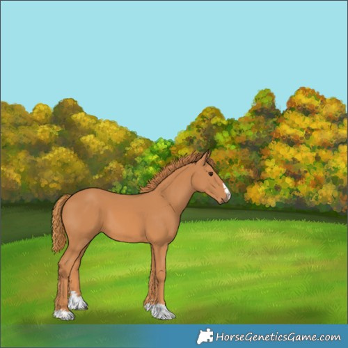 Horse Color:Chestnut 