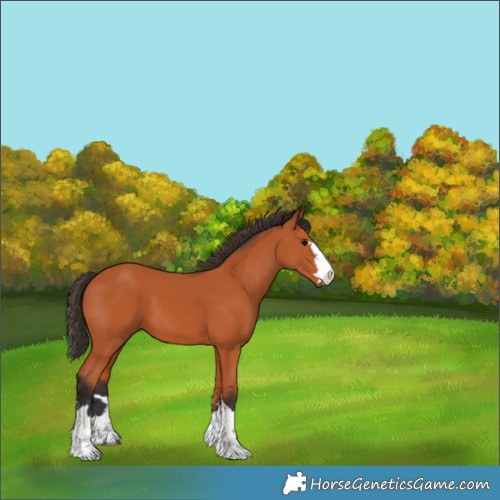 Horse Color:Bay 