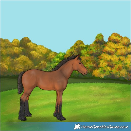 Horse Color:Bay 
