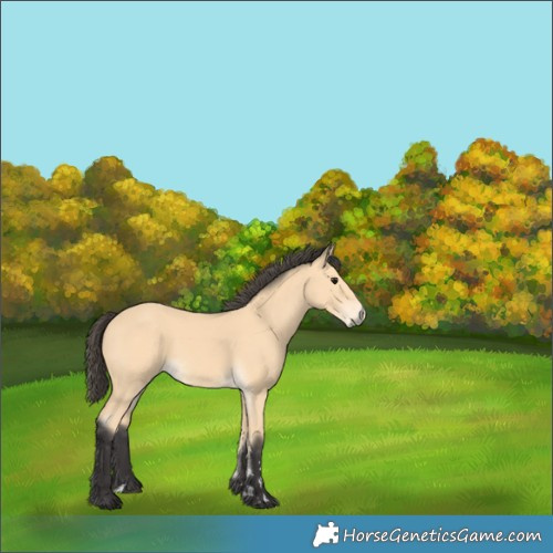 Horse Color:Buckskin 