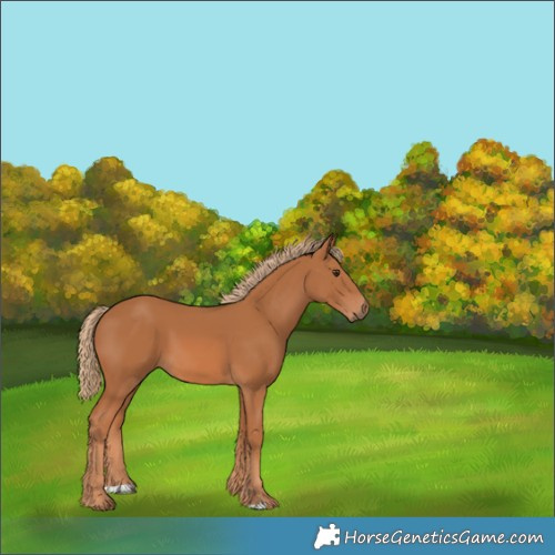 Horse Color:Chestnut 