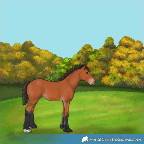 Horse Color:Bay 