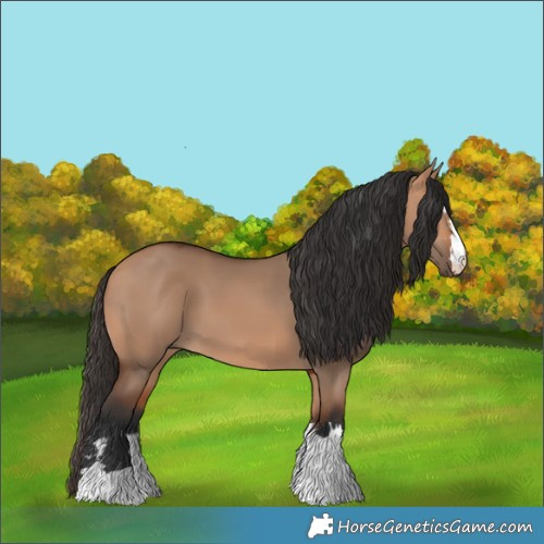 Horse Color:Bay Dun 
