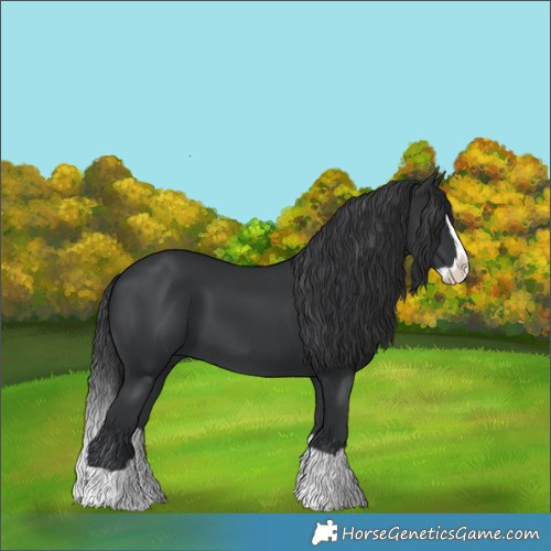 Horse Color:Black Splash