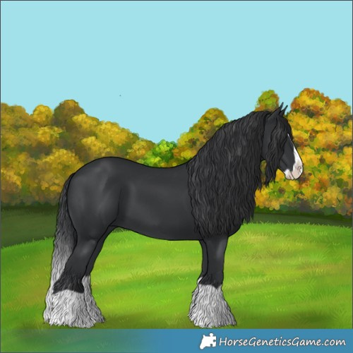 Horse Color:Black Splash 