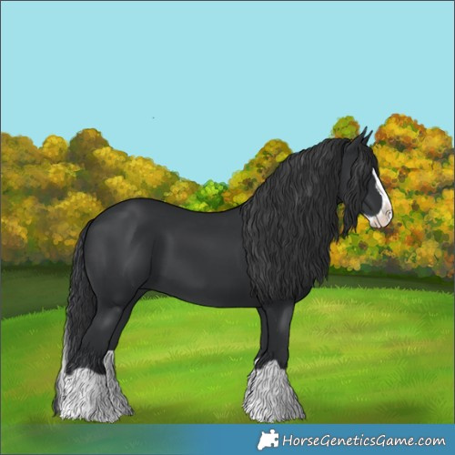 Horse Color:Black Splash 