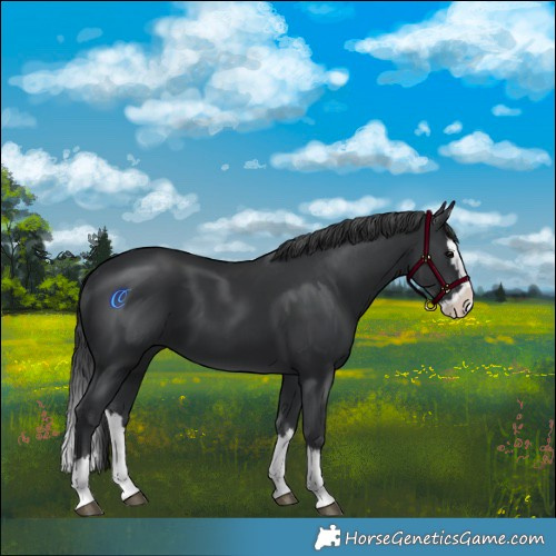 Horse Color:Black Splash