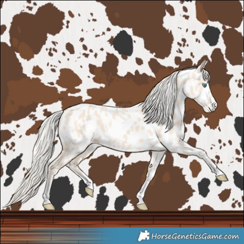 Horse Color:Cremello Near Leopard