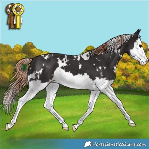 Horse Color:White Spotted Liver Chestnut Splash