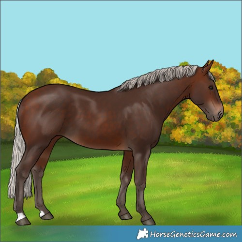 Horse Color:Silver Brown 