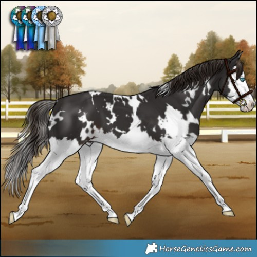 Horse Color:White Spotted Liver Chestnut Splash