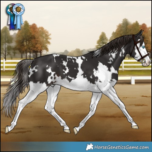 Horse Color:White Spotted Liver Chestnut Splash 