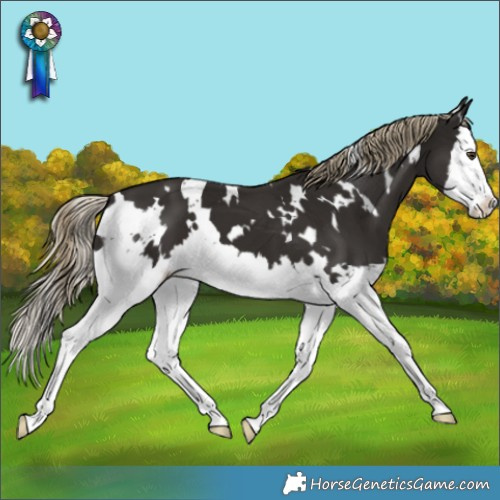 Horse Color:White Spotted Liver Chestnut Splash