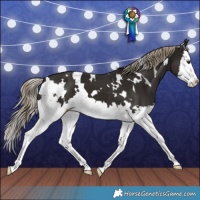 Horse Color:White Spotted Liver Chestnut Splash