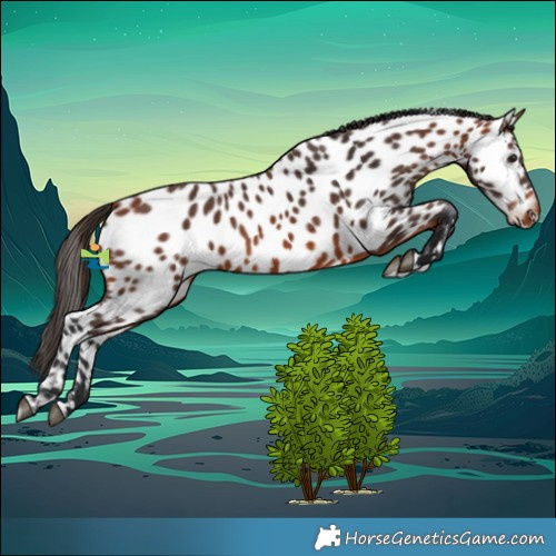 Horse Color:Bay Appaloosa 