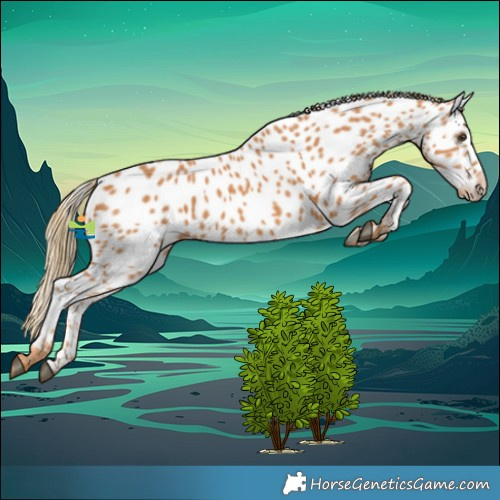 Horse Color:Chestnut Appaloosa